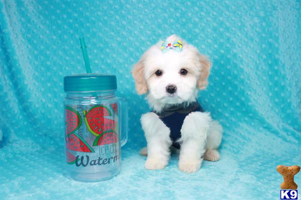 lvpuppyheaven Picture 2